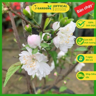 Cây nhất chi mai bạch mai trắng cao 60-70 cm