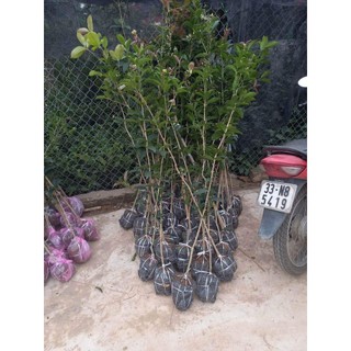Cây mộc hương thoát thân cao 1m2 (ảnh thật)