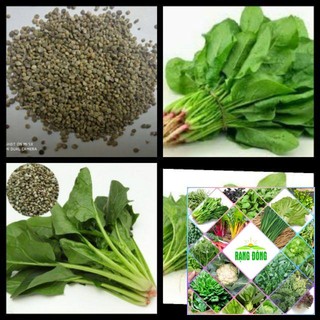 Hạt giống rau cải bó xôi 10 gr
