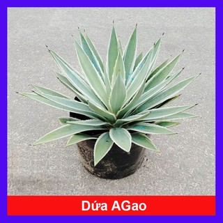 Cây Dứa Agao - cây cảnh đẹp + tặng phân bón cho cây