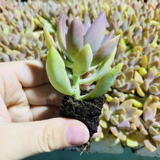 SEN ĐÁ “ĐÁ ĐỎ CÁNH DÀI”| SIZE VỈ| LỖI 1 ĐỔI 1