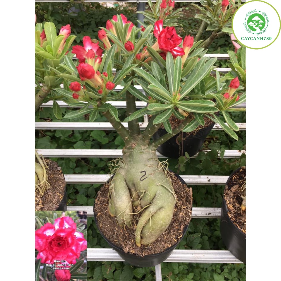 Cây sứ thái kép hoa màu đỏ hoa đẹp, cây dễ trồng