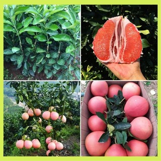 Giống Bưởi Đỏ Phúc Kiến ( cây xanh ngọc lan 47)