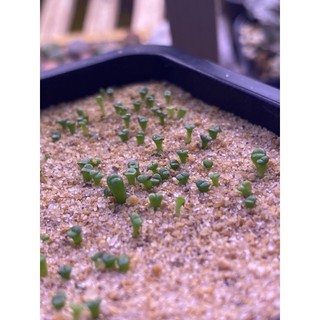 Hạt giống sen đá Mông (Thạch lan) mix