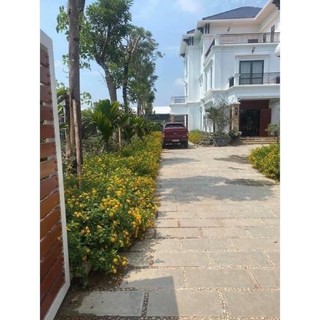 Hoa ngũ sắc rủ