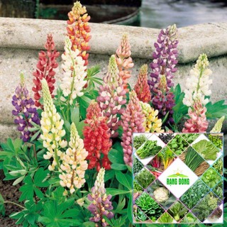 50 Hạt giống hoa đậu lupin