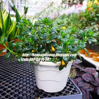 Cây cá vàng giỏ treo TO