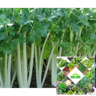 5 gram hạt giống rau cần tây trắng