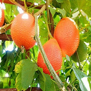 CÂY GIỐNG GẤC NẾP ( cây giống siêu sớm có bảo hành)
