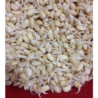 1kg hạt giống mầm đậu nành
