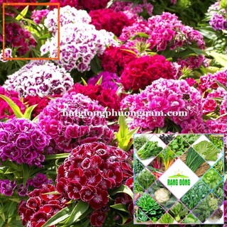 100H - HẠT GIỐNG HOA CẨM CHƯỚNG MIX Hạt Giống Nông Trại Xanh THE GARDEN