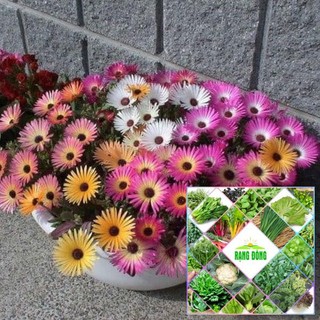 200H - HẠT GIỐNG HOA MƯỜI GIỜ CHÂU PHI NHIỀU MÀU SIÊU DỄ TRỒNG THE GARDEN
