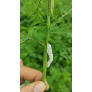 Chế phẩm sinh học BT can 5 lít