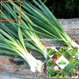 2GR - HẠT GIỐNG HÀNH LÁ Hạt Giống Nông Trại Xanh THE GARDEN