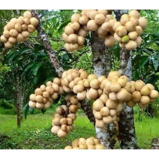 Cây giống bòn bon siêu sai quả - ship toàn quốc