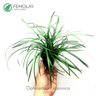 Cây Mạch Môn (Ophiopogon Japonica) - Thủy Sinh / Bán Cạn