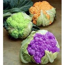 Gói 100 hạt giống súp lơ mix