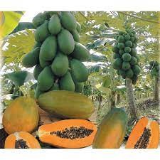 7 hạt giống đu đủ lùn ruột Gấc cao sản quả dài