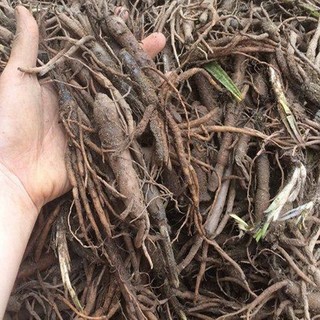 Rễ Cây Cau tươi (Rễ Cau tươi) 1kg