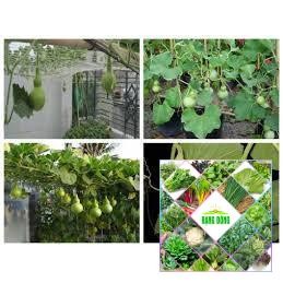 5  hạt giống quả bầu hồ lô mini