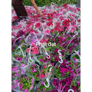 Dạ yến thảo chậu treo