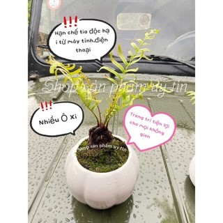dương xỉ khổng tước rừng (trồng chậu để bàn)