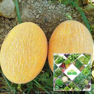 Gói 20 hạt giống dưa lưới vàng