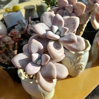 Sen đá sỏi đào, sỏi lai hồng dĩa, thân thụ 10-12 cm, hàng nhập Trung