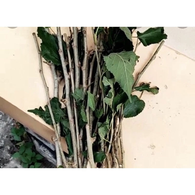 Cành dâu tằm tươi 20cm
