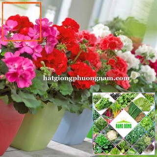 15H - HẠT GIỐNG HOA PHONG LỮ THẢO Hạt Giống Nông Trại Xanh THE GARDEN
