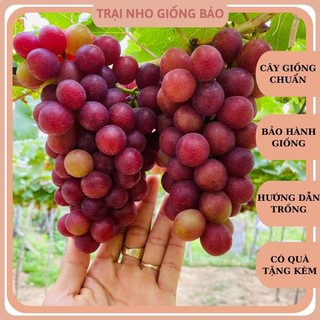 Cây nho giống đỏ leo giàn ninh thuận