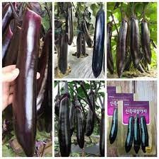 100 hạt giống cà tím dài đen