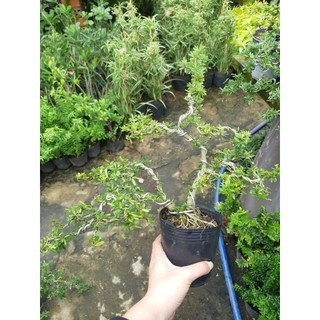 Linh sam bonsai TẶNG CHẬU