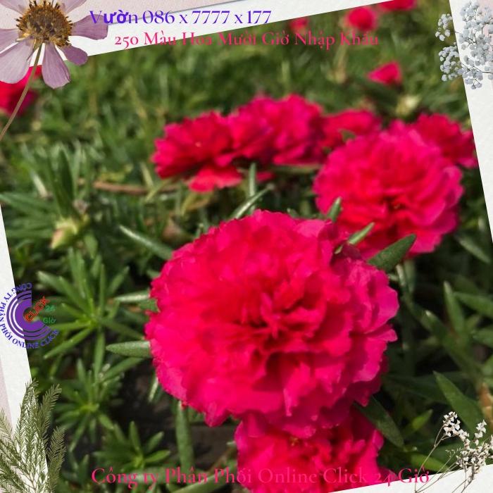 Cành Giống Hoa Mười Giờ Thái Kép Màu Đỏ Yên Chi Siêu Đẹp Lạ 0867777377