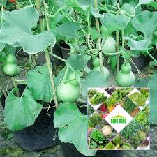 5  hạt giống quả bầu hồ lô mini