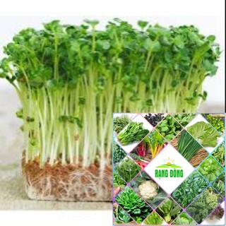30 gram hạt giống mầm rau muống HAT F1