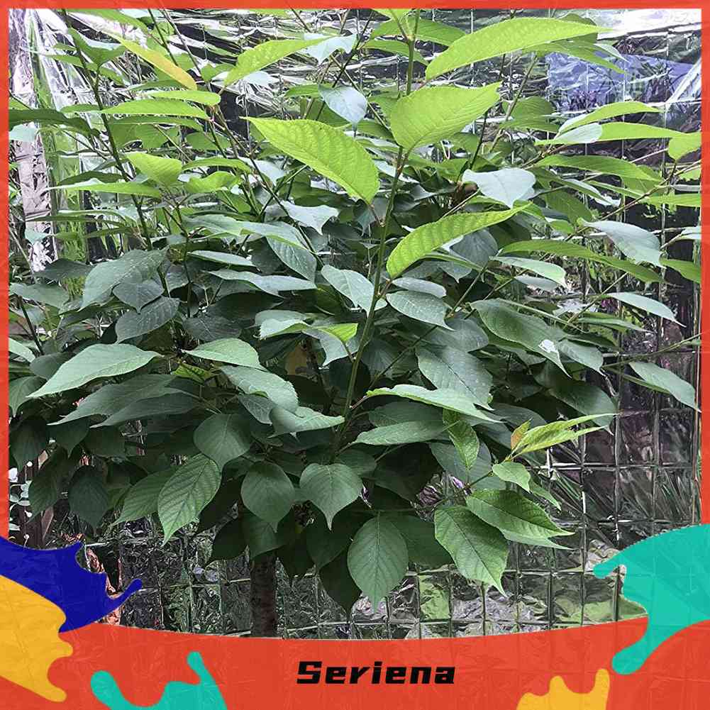 Tấm Phim Phản Quang 210x120cm Phủ Cây Trồng Trong Nhà Kính