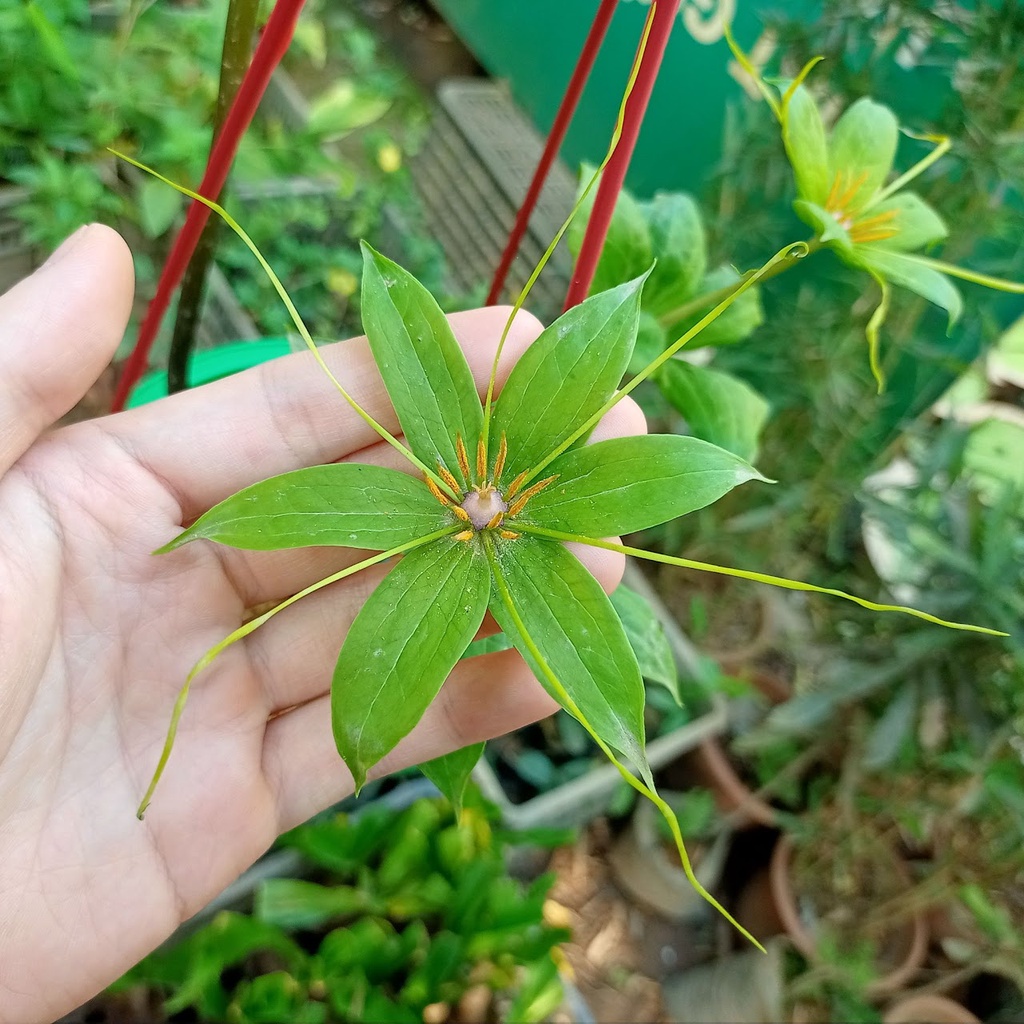 Củ giống 7 lá 1 hoa - Thất diệp nhất chi hoa (đã nảy mầm thành cây) - Đơn hàng vẫn duyệt với những củ chưa nảy mầm