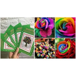 Gói 20 hạt giống hoa hồng 7 sắc ( hồng 7 màu)