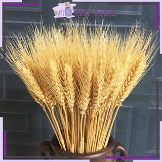 Bông Lúa Mạch Khô Décor Sét 100 Bông
