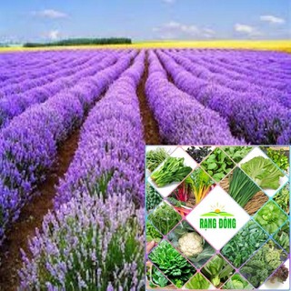 Hạt giống hoa oải hương 100 hạt HAT F1