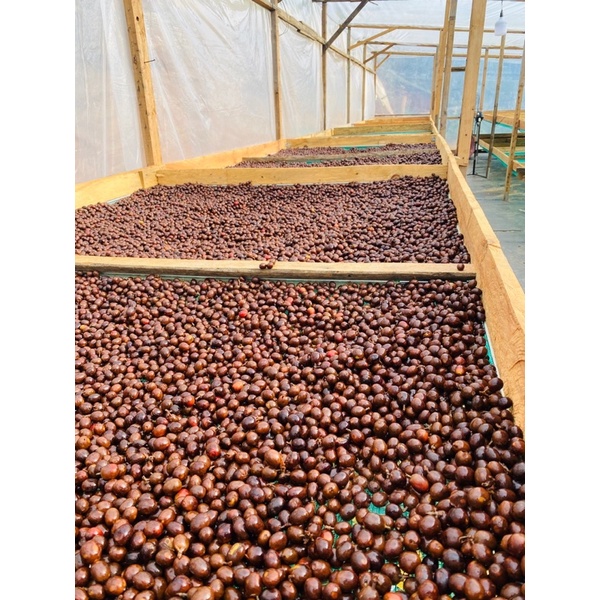 Cà phê nhân xanh Arabica Cầu Đất Đà Lạt / 500gr