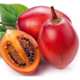 Cây cà chua thân gỗ  (có bảo hành được kiểm tra hàng)