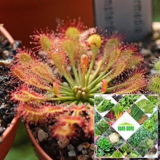 50h - hạt giống cây bắt mồi intermedia the garden