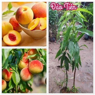 CÂY GIỐNG ĐÀO TIÊN NHIỆT ĐỚI NHẬT BẢN