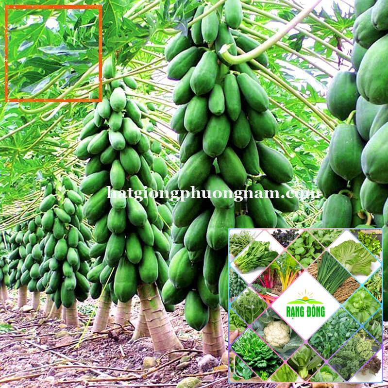 10H - HẠT GIỐNG ĐU ĐỦ LÙN THÁI LAN 60-80 CM Hạt Giống Nông Trại Xanh THE GARDEN