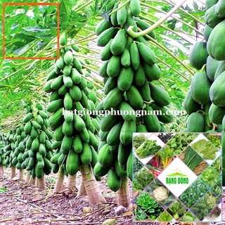 10H - HẠT GIỐNG ĐU ĐỦ LÙN THÁI LAN 60-80 CM Hạt Giống Nông Trại Xanh THE GARDEN