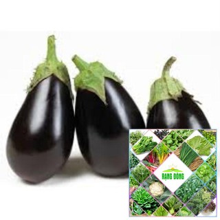 50 hạt giống cà tím giọt nước quả đen