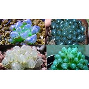 Hạt giống Sen Đá Kim Cương Mix nhiều màu