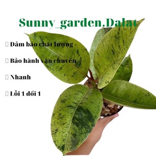 Chậu cứng Đa Ficus shivereana - Đa mint